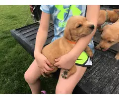 8 labrador retriever puppies available