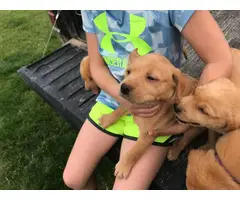 8 labrador retriever puppies available - 2