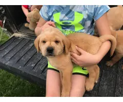8 labrador retriever puppies available - 4