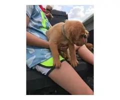 8 labrador retriever puppies available - 5