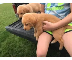 8 labrador retriever puppies available - 8