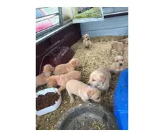 8 labrador retriever puppies available - 9