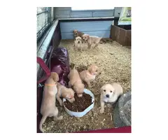 8 labrador retriever puppies available - 10