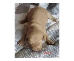 Mini dapple piebald dachshund puppies