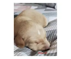 Mini dapple piebald dachshund puppies - 2