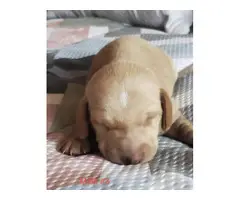 Mini dapple piebald dachshund puppies - 3
