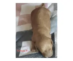 Mini dapple piebald dachshund puppies - 4