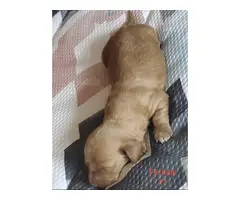Mini dapple piebald dachshund puppies - 5