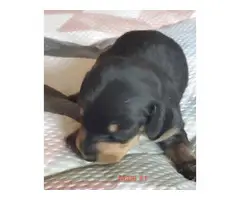 Mini dapple piebald dachshund puppies - 6