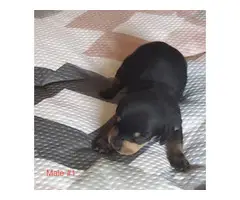 Mini dapple piebald dachshund puppies - 7