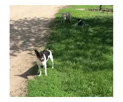 Farm raised Rat terrier puppies for sale - 3