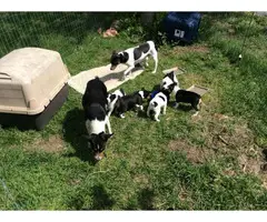 Farm raised Rat terrier puppies for sale - 4
