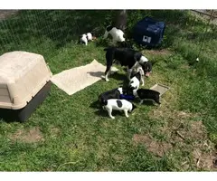 Farm raised Rat terrier puppies for sale - 5
