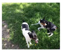 Farm raised Rat terrier puppies for sale - 6