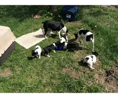 Farm raised Rat terrier puppies for sale - 7