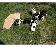 Farm raised Rat terrier puppies for sale - 8
