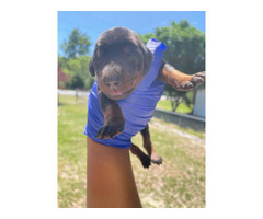 Doberman puppies 2 female available
