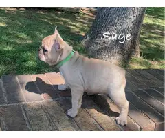 4 adorable fawn French Bulldog puppies - 4