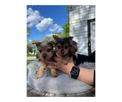 3 Yorkie puppies for sale
