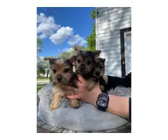 3 Yorkie puppies for sale - 2