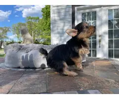 3 Yorkie puppies for sale - 5