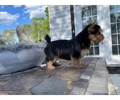 3 Yorkie puppies for sale - 6