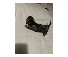 Silver dapple dachshund male puppy for sale - 2