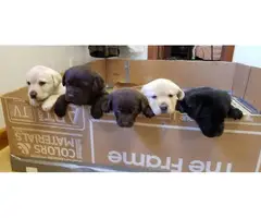 AKC litter lab puppies for sale - 1