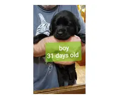 AKC litter lab puppies for sale - 2