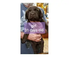 AKC litter lab puppies for sale - 4