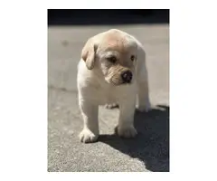 AKC litter lab puppies for sale - 5