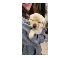 AKC litter lab puppies for sale - 7
