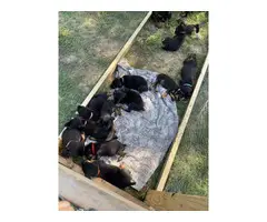 8 males and 5 females Doberman puppies for sale - 1