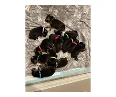 8 males and 5 females Doberman puppies for sale - 3
