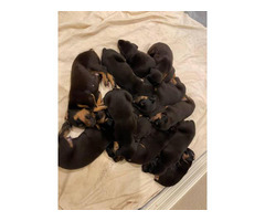 8 males and 5 females Doberman puppies for sale