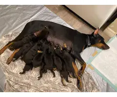 8 males and 5 females Doberman puppies for sale - 5