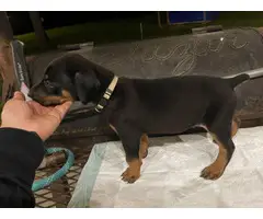 8 males and 5 females Doberman puppies for sale - 7
