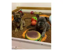 Full AKC French Bulldog puppies for sale