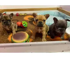 Full AKC French Bulldog puppies for sale - 2