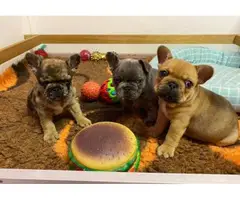Full AKC French Bulldog puppies for sale - 3