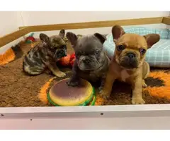 Full AKC French Bulldog puppies for sale - 4
