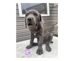 AKC Registered Cane Corso Puppies for Sale - 2