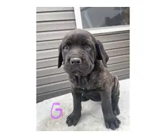 AKC Registered Cane Corso Puppies for Sale - 3