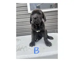 AKC Registered Cane Corso Puppies for Sale - 4