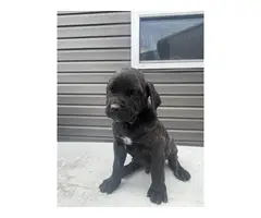 AKC Registered Cane Corso Puppies for Sale - 5