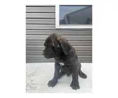 AKC Registered Cane Corso Puppies for Sale - 6