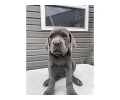 AKC Registered Cane Corso Puppies for Sale - 8