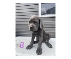 AKC Registered Cane Corso Puppies for Sale - 9
