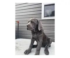 AKC Registered Cane Corso Puppies for Sale - 10