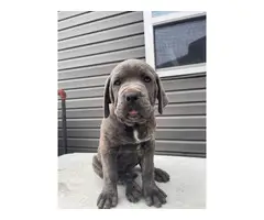 AKC Registered Cane Corso Puppies for Sale - 11